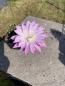 Preview: Echinopsis Hybr. violett